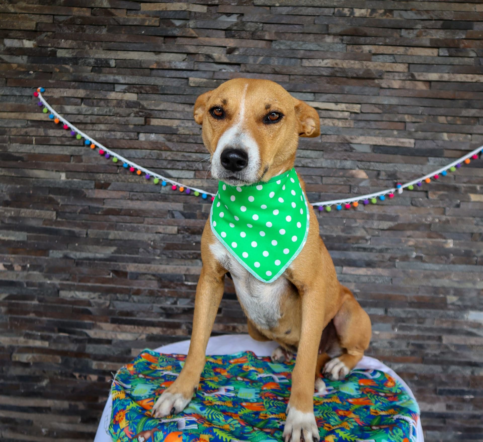 Llevamos a cabo una campaña de adopción animal